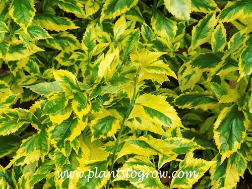 'Gold Edge' Golden Dew Drop (Duranta erecta)
Very ornamental golden yellow variegated leaves.